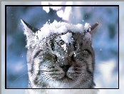 Spadający, Śnieg, Kotek