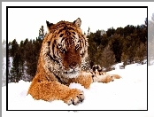 Tygrys, Śnieg, Drzewa