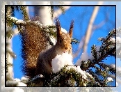 Wiewiórka, Śnieg, Choinka