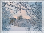 Zima, Śnieg, Drzewa