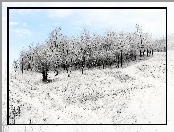 Zima, Śnieg, Las
