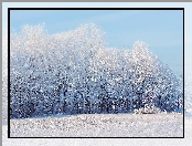 Zima, Śnieg, Las