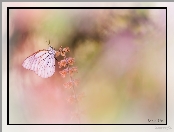 Niestrzęp głogowiec, Motyl, Roślina