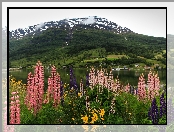 Norwegia, Góry, Miasteczko Olden, Łubin