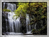 Nowa Zelandia, Wodospad Purakaunui, Drzewo