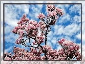 Obłoki, Wiosna, Kwitnąca, Magnolia, Niebo