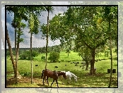 Obraz, Drzewa, Konie, Pastwisko