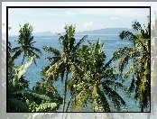 Palmy, Ocean, Filipiny