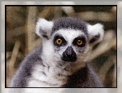 Oczy, Lemura