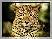 Leopard, Oczy, Futro
