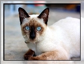 Oczy, Piękny, Kot, Syjamski, Niebieskie