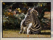 Odpoczywająca, Zebra