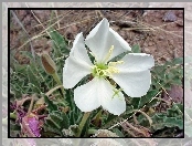 Oenothera