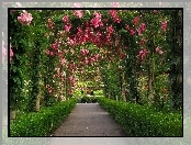 Ogród, Botaniczny, Aleja Różana