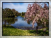 Ogród botaniczny Missouri Botanical Garden, Stan Missouri, Stany Zjednoczone, Staw, Saint Louis, Drzewa