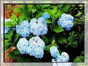 Ogród, Hortensja, Niebieska, Liście, Lato