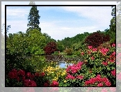 Ogród, Ozdobne, Rododendrony, Krzewy