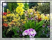 Ogród, Kwiaty, Różne, Kolorowe