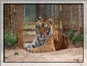 Tygrys, Ogród, Zoologiczny