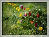 Ogródek, Tulipany