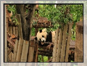Panda, Ogrodzenie, Drzewa