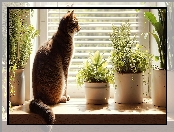 Parapet, Rośliny, Kot, Okno