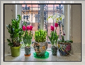 Okno, Kwiaty, Tulipany, Storczyki, Doniczki