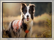 Okrycie, Border collie, Łąka, Trawa, Szelki