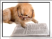 Pies, Okulary, Gazeta