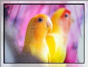 Żółta, Papuga