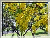 Drzewo, Żółta, Wisteria