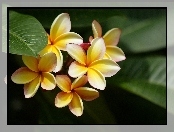 Kwiaty, Żółta, Plumeria