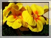 Kwiaty, Żółta, Prymula