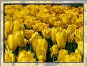Żółte, Tulipany