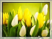 Białe, Żółte, Tulipany
