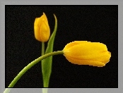 Dwa, Żółte, Tulipany