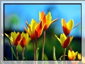 Pomarańczowo, Żółte, Tulipany