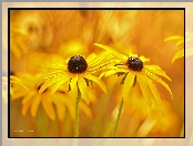 Rudbekia, Żółte, Kwiaty