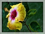 Żółty, Hibiskus