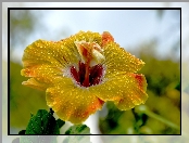 Żółty, Hibiskus