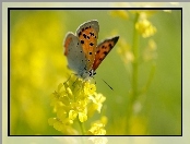 Motyl, Żółty, Kwiat