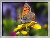Motyl, Żółty, Kwiat