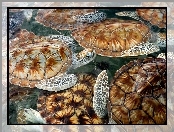 Żółwie Morskie