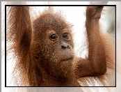 Młody, Orangutan, Futro