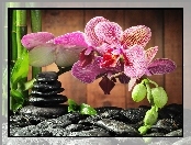 Orchidea, Kamienie