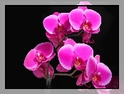 Kwiat, Orchidea, Storczyk