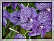 Orchidea