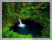 Paprocie, Las, Wodospad Punch Bowl Falls, USA, Drzewa, Oregon