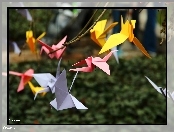 Origami, Ptaki, Kolorowe, Kartki