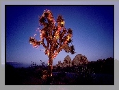 Oświetlone, Kalifornia, Drzewo Jozuego, Park Narodowy